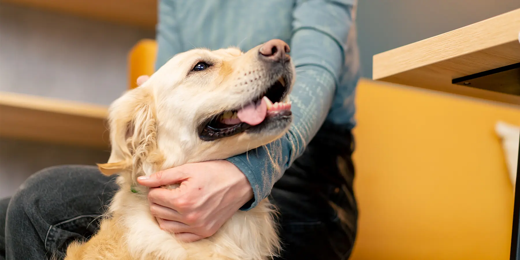 Paws and Relax: The Role of Dog-Assisted Therapy in Dental Care